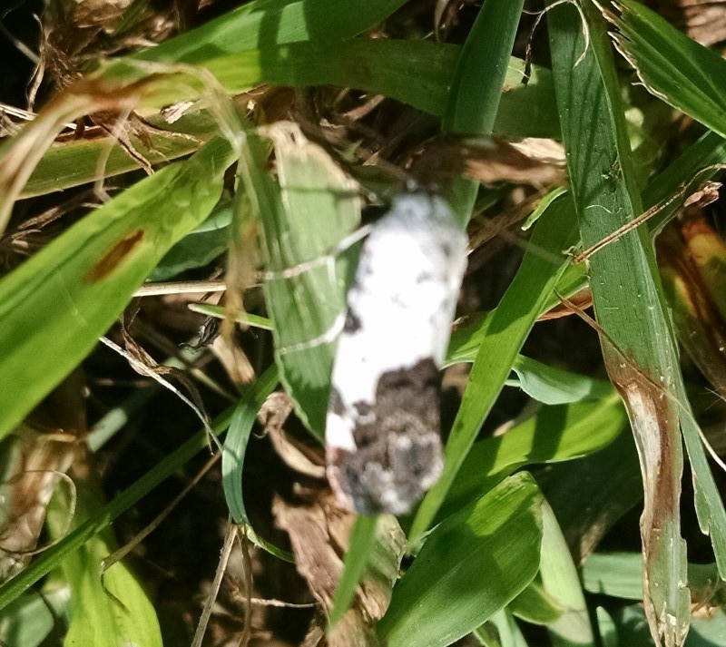 Four-spotted Bird Dropping Moth