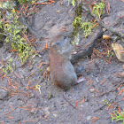 Southern Red-backed Vole