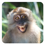 Monos graciosos y adorables Apk