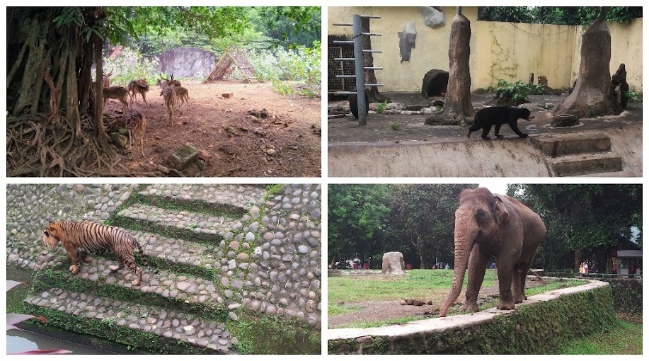 Kebun Binatang Ragunan