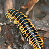 Xystodesmidae Millipede