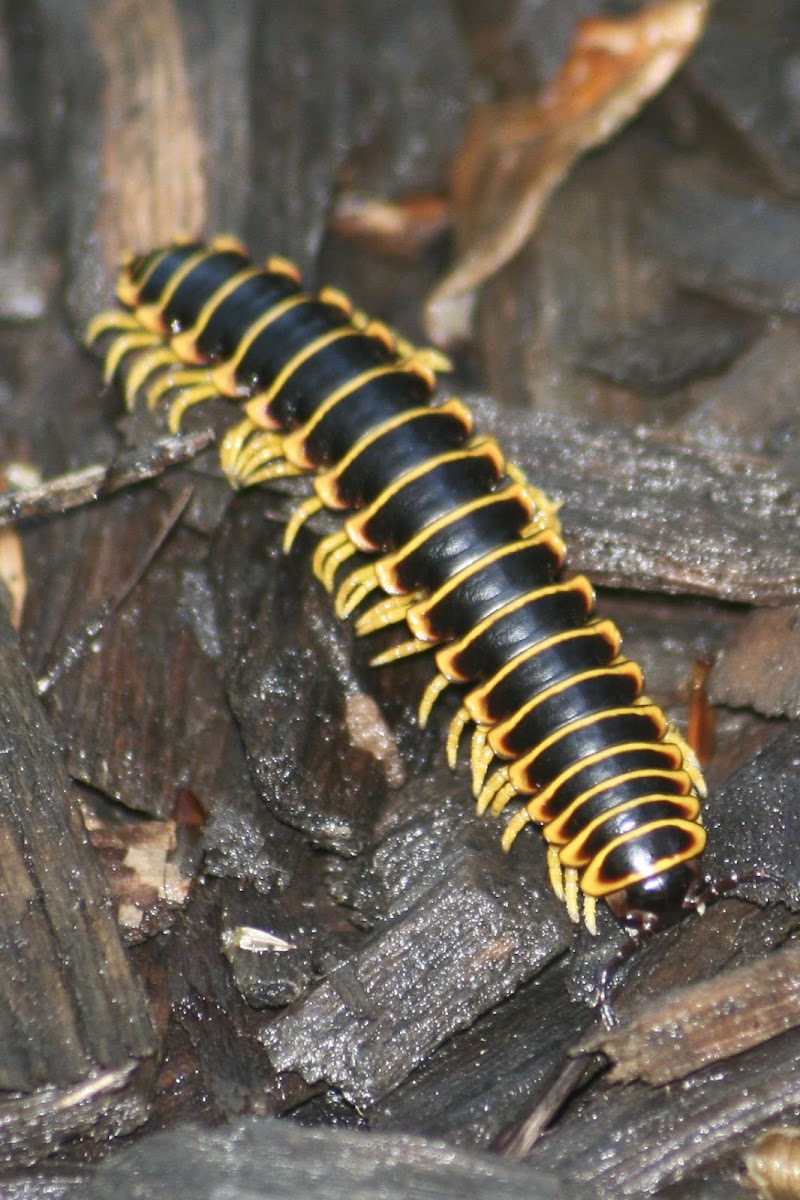 Xystodesmidae Millipede