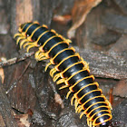 Xystodesmidae Millipede