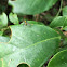 Long-legged Fly