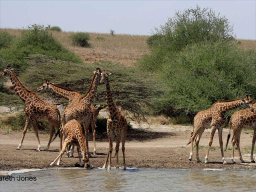 Fonnap helps protect Nairobi wildlife