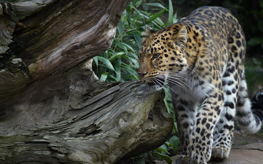 Leopard Explores Its Habitat in the Serene screenshot 2