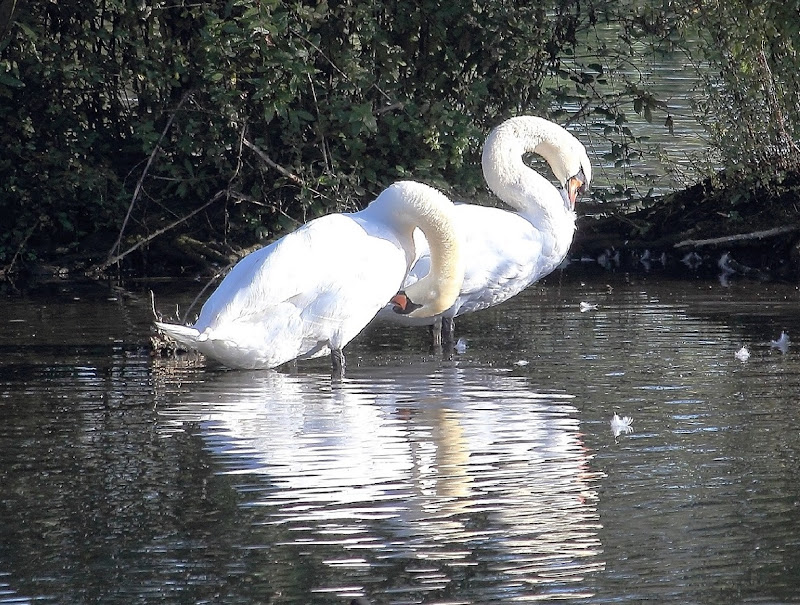 Lago dei cigni di Photolo