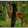 White-tailed Deer