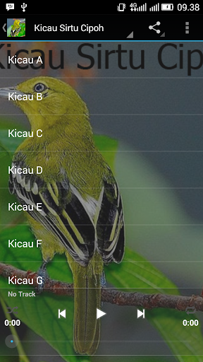 Kicau Sirtu Cipoh Terbaru