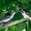 Hairy Woodpecker