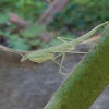 Snake Mantis (nymph)