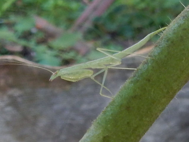 Snake Mantis (nymph)