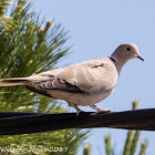 Collared Dove; Tórtola Turca