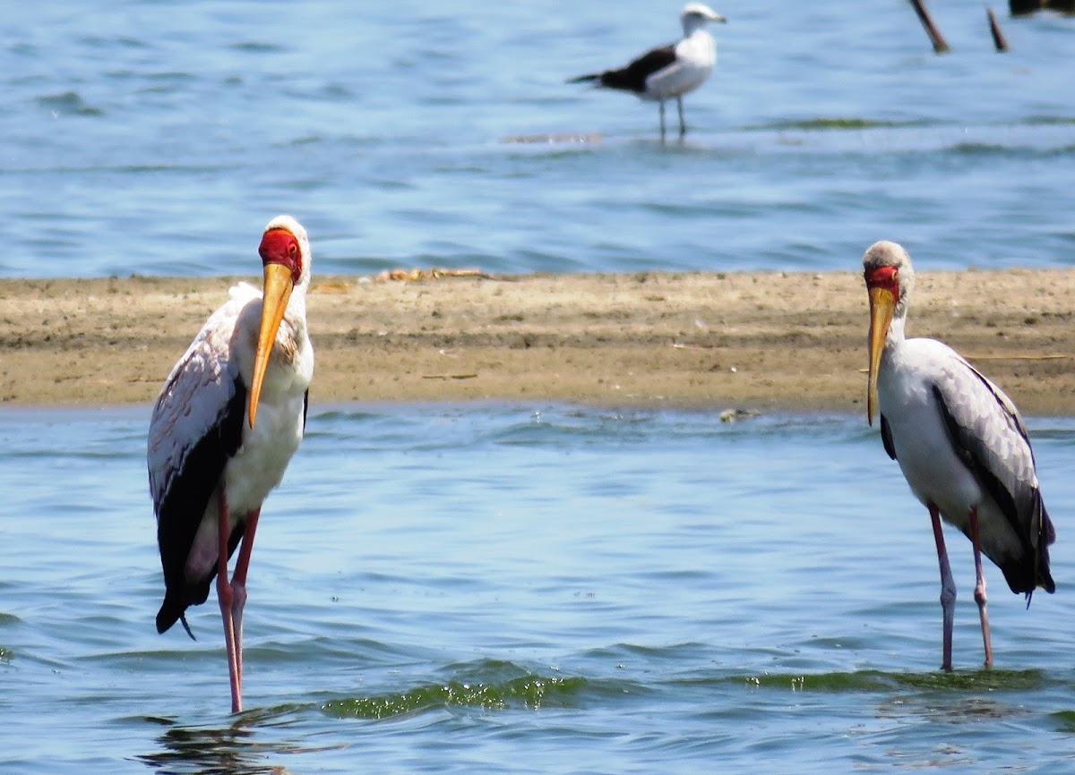 Yellow-billed Stork