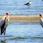 Yellow-billed Stork