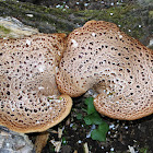 Dryad's Saddle