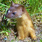 Long tailed Weasel