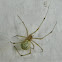 Enoplognatha cobweb Spider