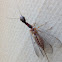 Snakefly