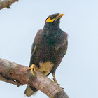 Common Myna, Indian myna