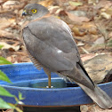 Collared Sparrowhawk