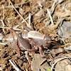 Mormon Cricket