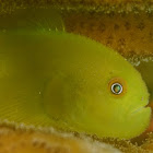 Yellow Hairy Goby Paragobiodon