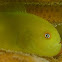 Yellow Hairy Goby Paragobiodon