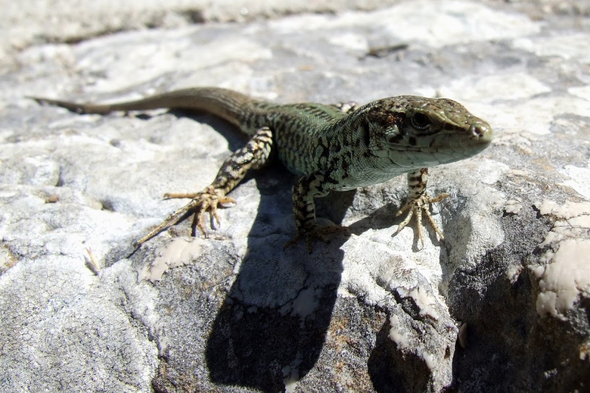 Dalmatian wall lizard