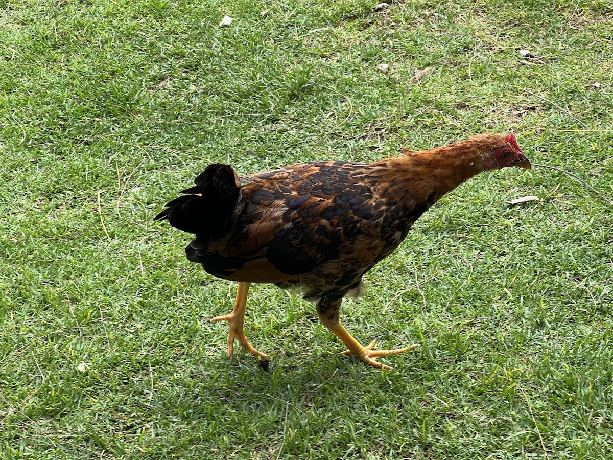 feral chicken