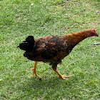 feral chicken