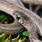 DeKay's Brown Snake