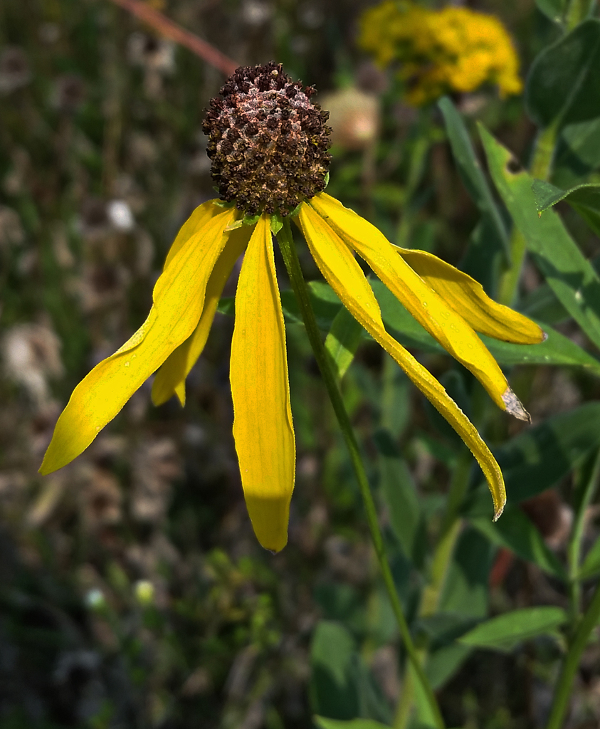 Yellow Coneflower