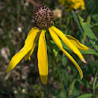 Yellow Coneflower