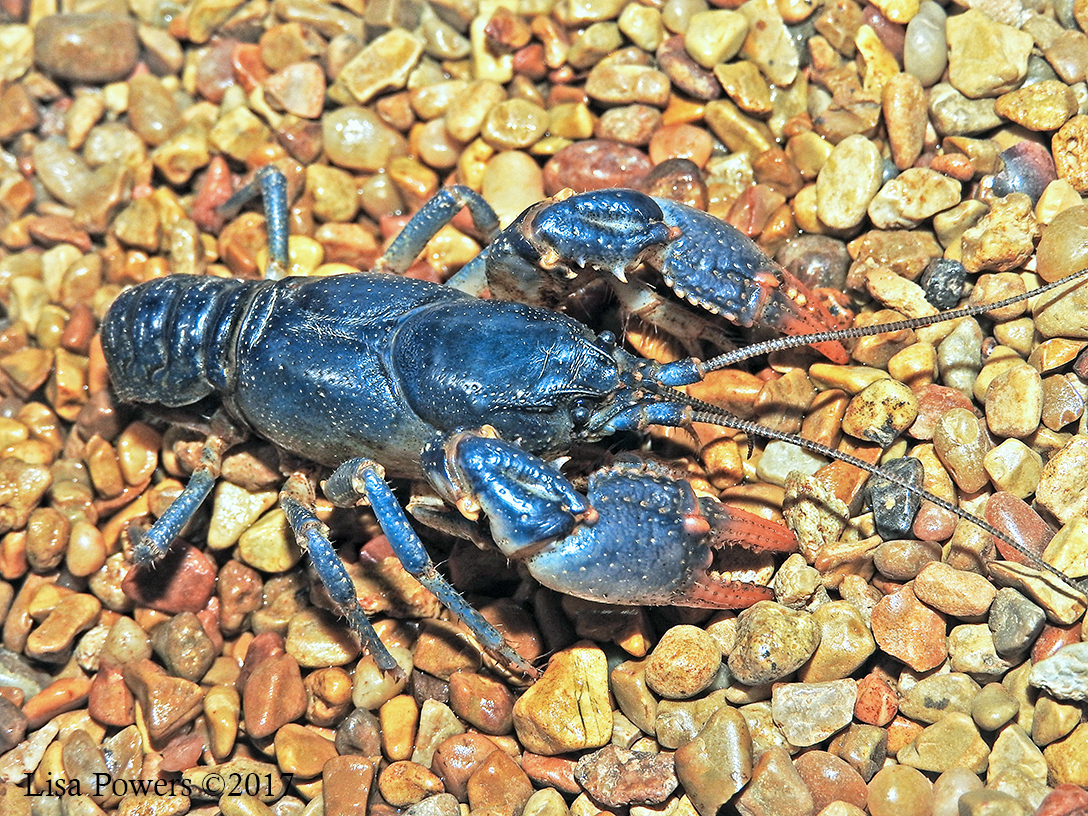 Undescribed burrowing crayfish