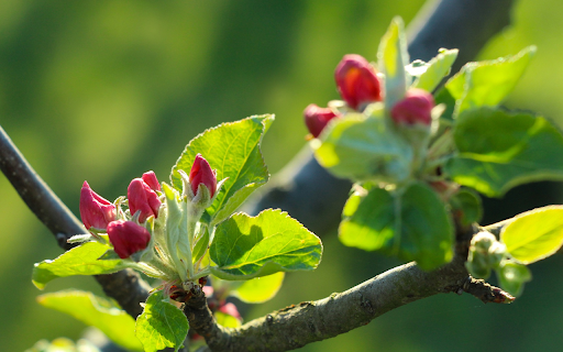 Young buds blooming Preview 1