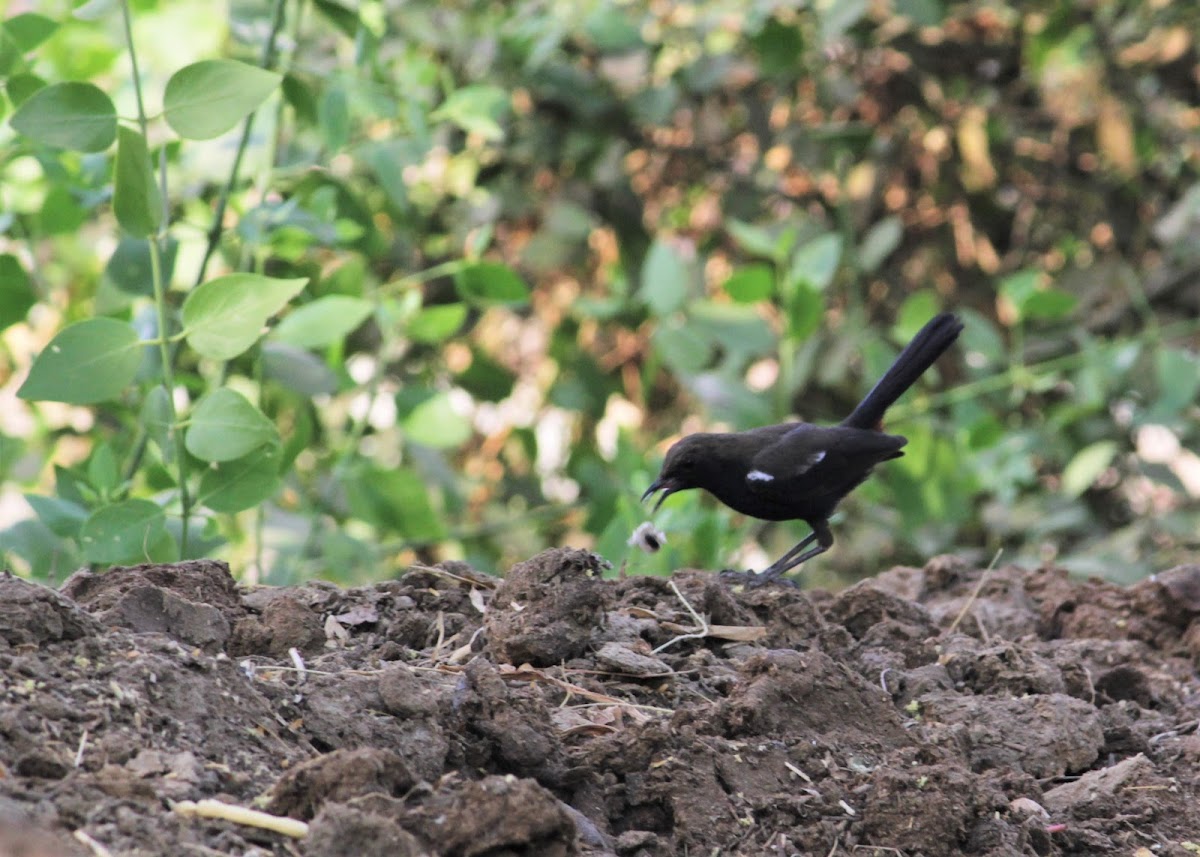 Indian Robin