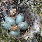 Common chaffinch eggs