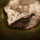 Tree frog