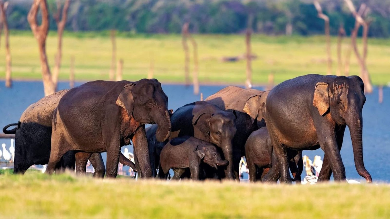 Kaudulla National Park: A Sanctuary for Asian Elephants