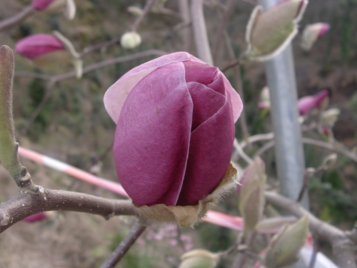 Fiore di loto di cafferina