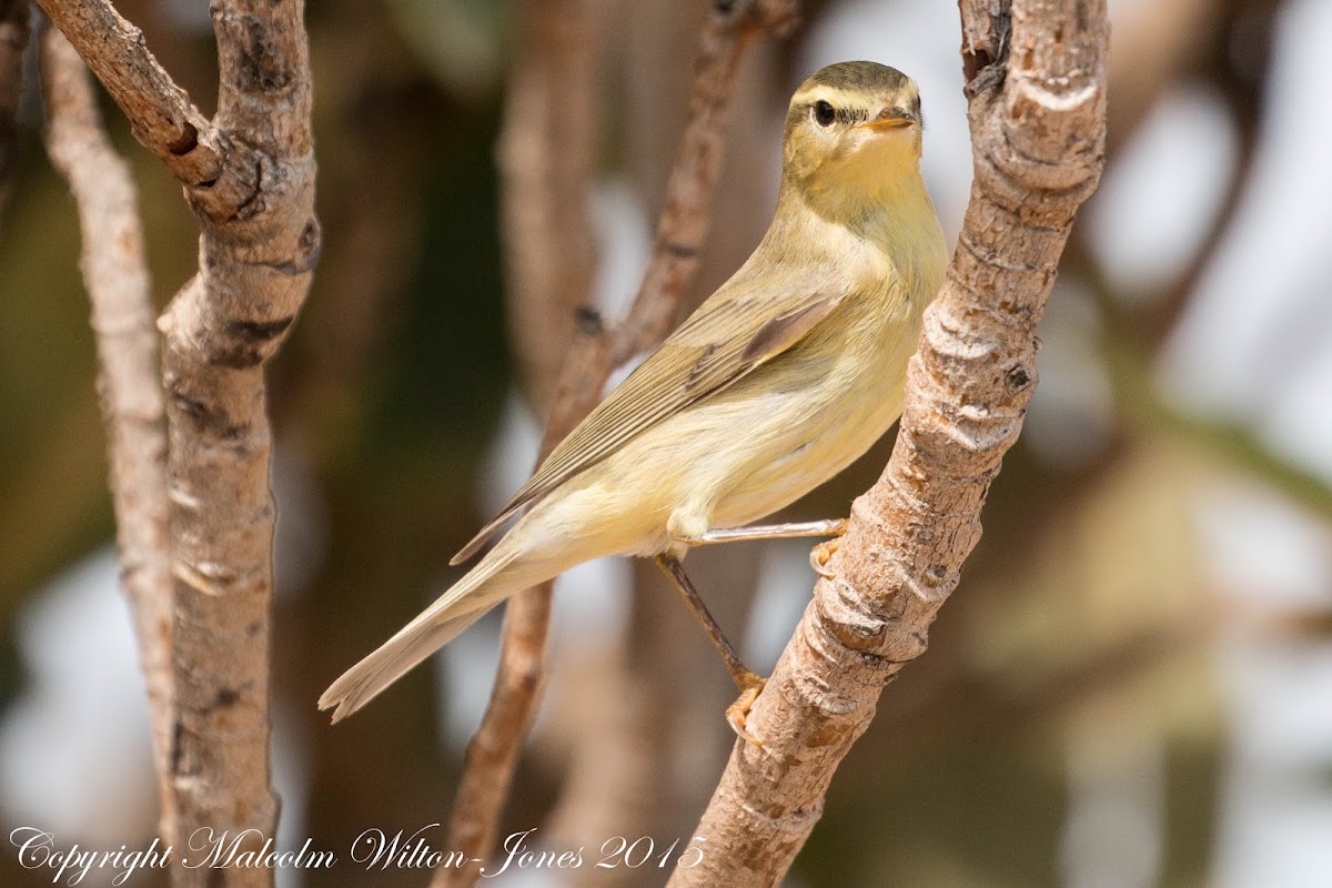 Chiffchaff