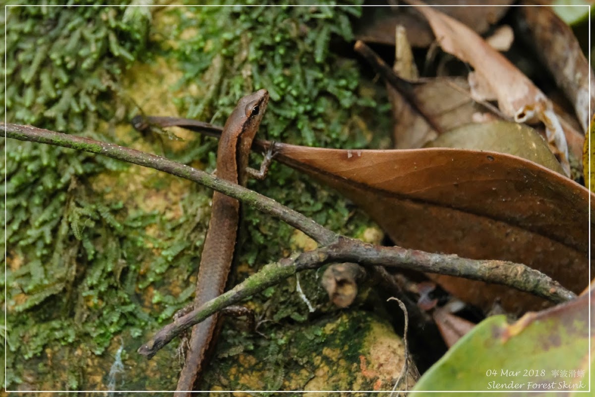 Slender Forest Skink 寧波滑蜥