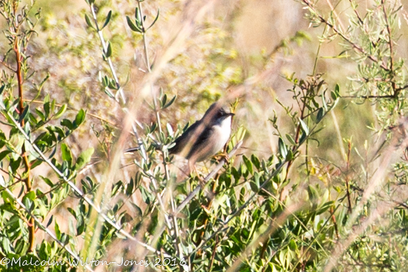 Subalpine Warbler; Curruca Carrasqueña