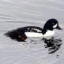 Barrows Goldeneye