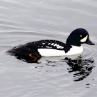 Barrows Goldeneye