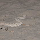 Mojave Desert Sidewinder