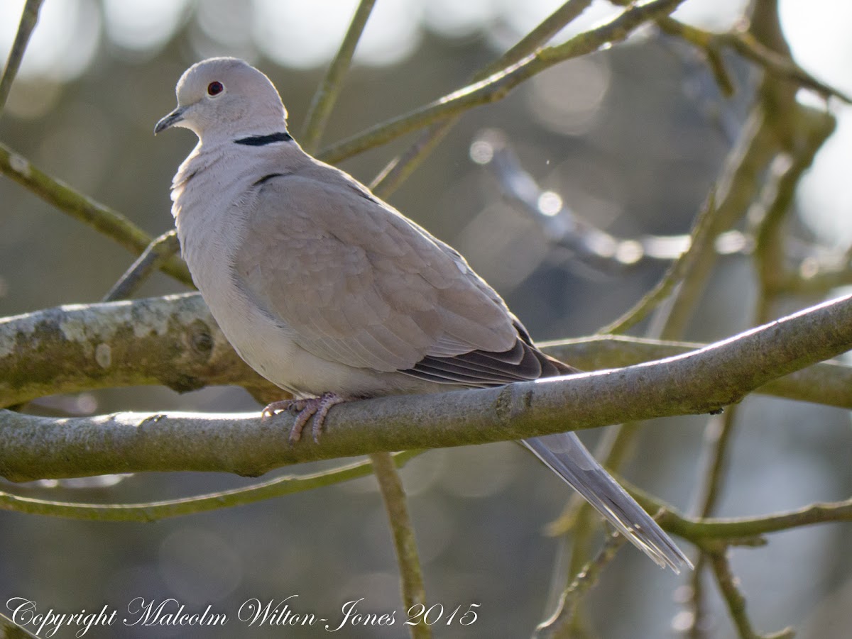 Collared Dove