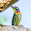 Coppersmith Barbet