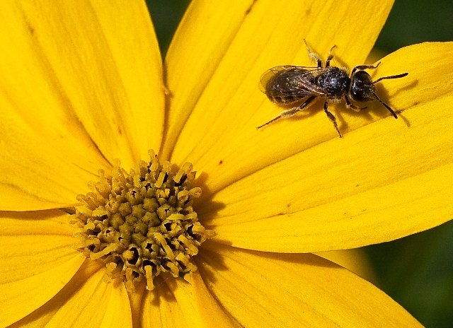 A qualcuno piace giallo di tolmino